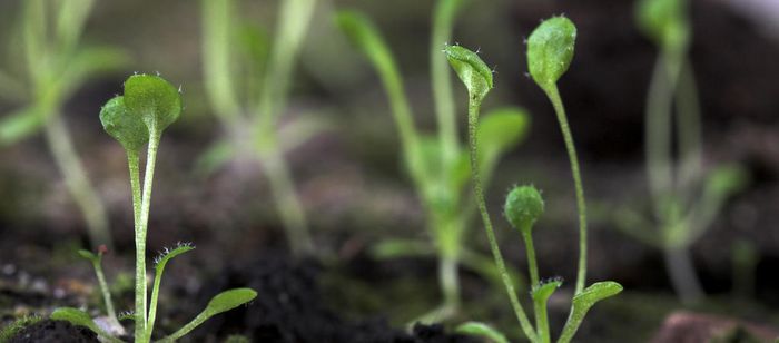 Tanaman transgenik Arabidopsis. Uji laboratorium untuk modifikasi. Ilmuwan menemukan dalang di balik pertumbuhan tanaman.