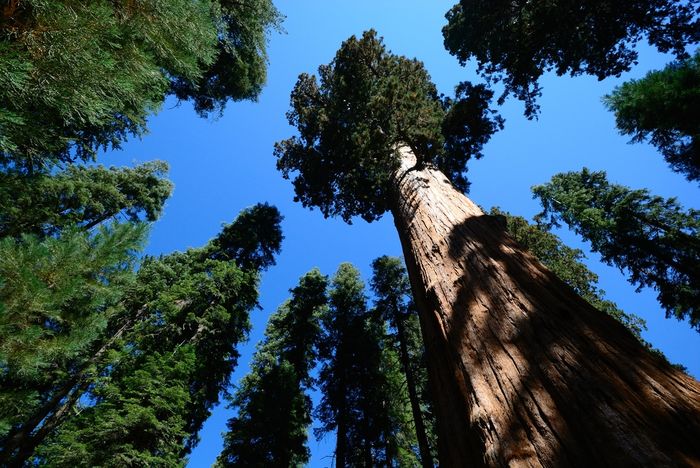 Ekosistem hutan Redwood di California.