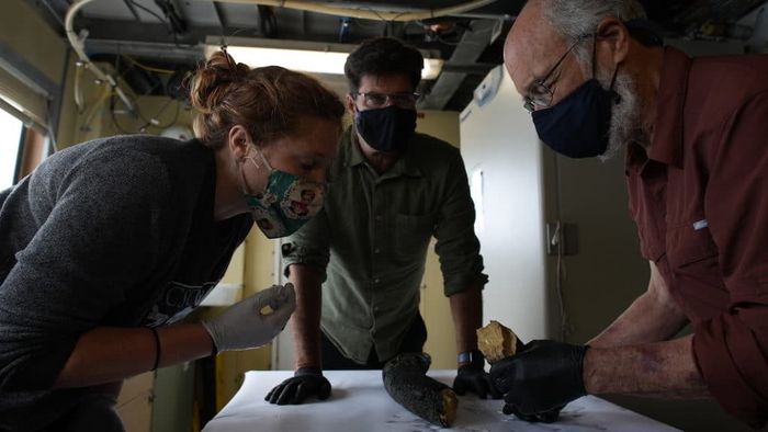 Peneliti postdoctoral UC Santa Cruz Katie Moon (kiri), Ilmuwan Senior MBARI Steven Haddock (tengah), dan ahli paleontologi Universitas Michigan Daniel Fisher (kanan) memeriksa fragmen gading yang lebih kecil di laboratorium kapal.