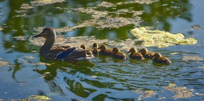 Anak-anak bebek berenang berbaris di belakang induknya.