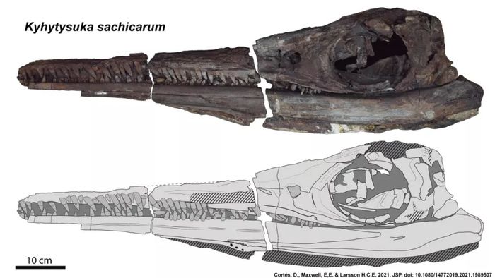 Kerangka ichthyosaur kykytysuka yang punah.