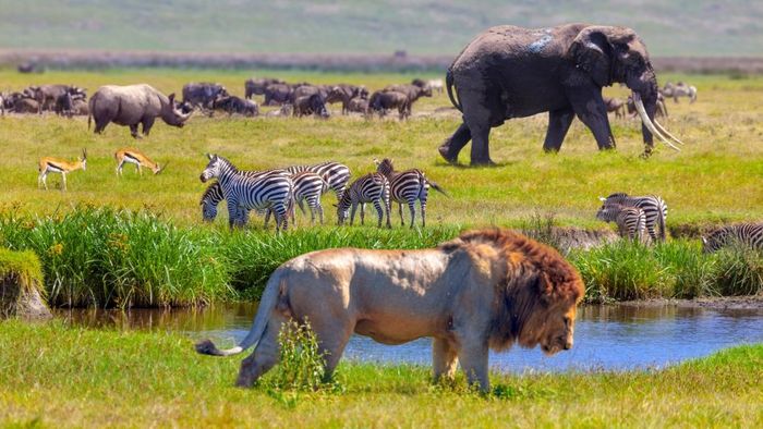 Gambar komposit satwa liar di Serengeti.