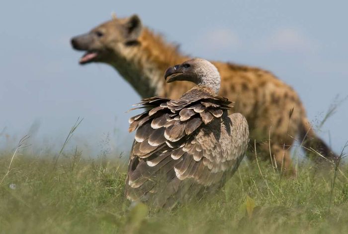 Konstituen mikrobioma usus lebah hering dimiliki oleh pemakan bangkai lainnya seperti burung nasar dan hyena.