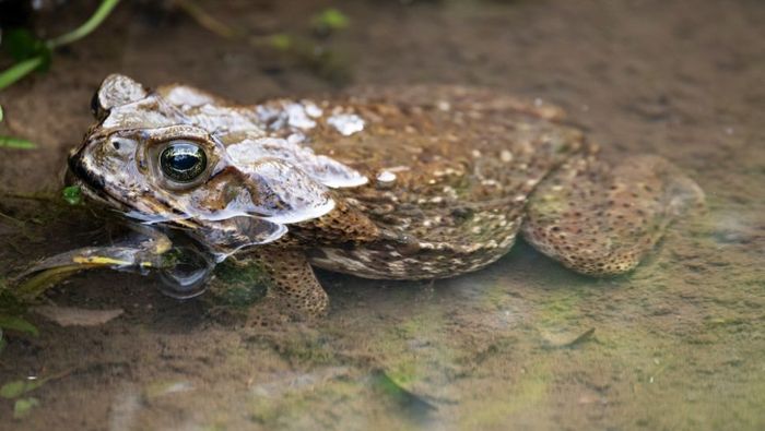 Kodok tebu adalah spesies invasif yang sangat sukses karena kemampuannya untuk berkembang biak dengan cepat dan menghindari pemangsaan.