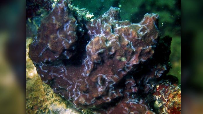 Spons laut tempat hidup cacing Ramisyllis multicaudata.
