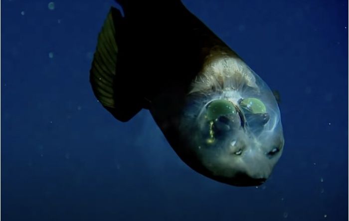 Ikan Barreleye Pasifik