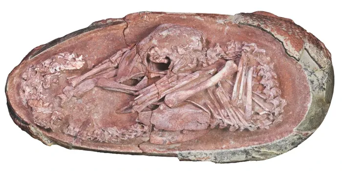 Penemuan ini menunjukkan bahwa dinosaurus berbagi banyak sifat dengan burung. Ini ditunjukkan oleh posisi pra-penetasan dari embrio Bayi Yinliang.