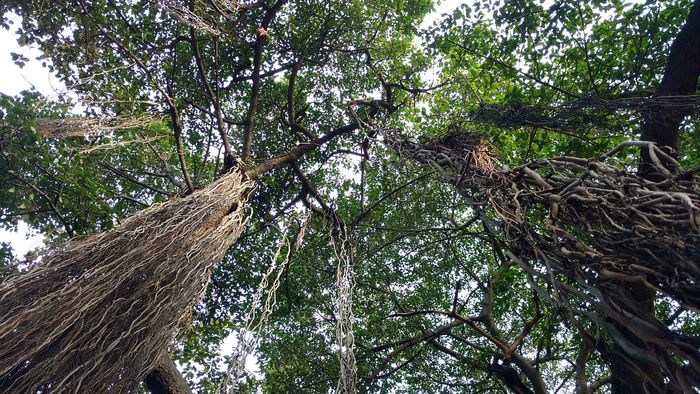 Pohon beringin memiliki akar yang menjuntai. Ketika sedang bertahan hidup di alam liar, akar menjuntai dan batang kayunya, bisa digunakan sebagai tali simpul.
