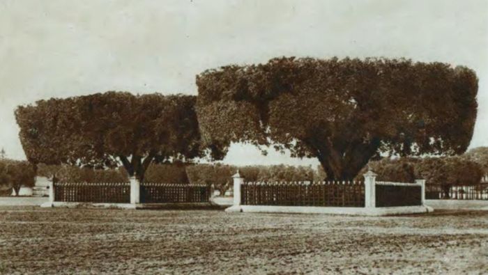 Potret sepasang beringin di alun-alun Keraton Yogyakarta, diambil pada tahun 1910.