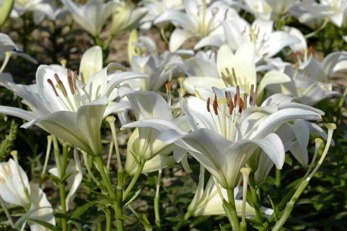 Bunga lily 