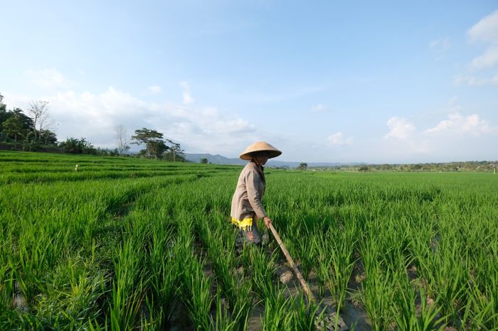 Ekspansi pertanian juga menghasilkan konversi hutan, padang rumput, dan ‘penyerap’ karbon lainnya yang menghasilkan emisi karbon dioksida. Perubahan penggunaan lahan ini menyumbang 24% emisi karbon.