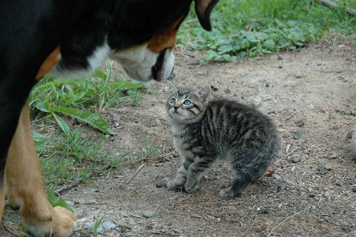 Bulu kucing akan berdiri ketika ketakutan.