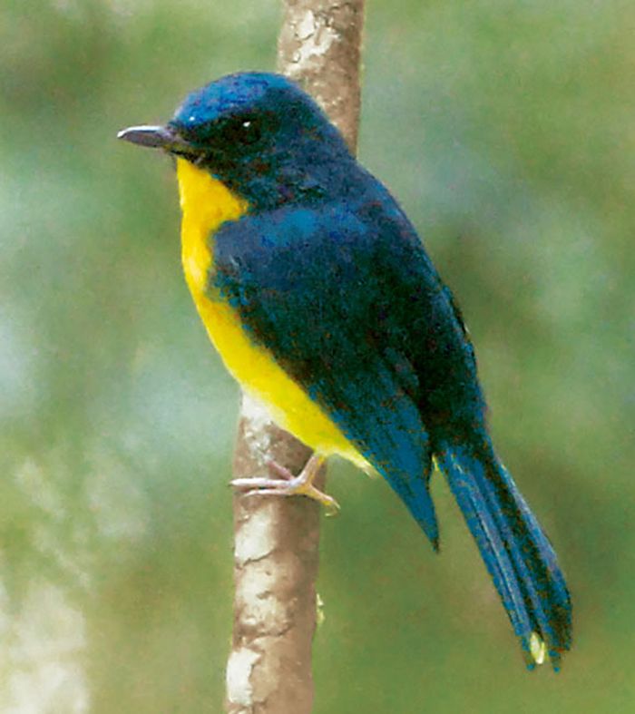 Meratus jungle flycatcher di Pegunungan Meratus, Provinsi Kalimantan Selatan.
