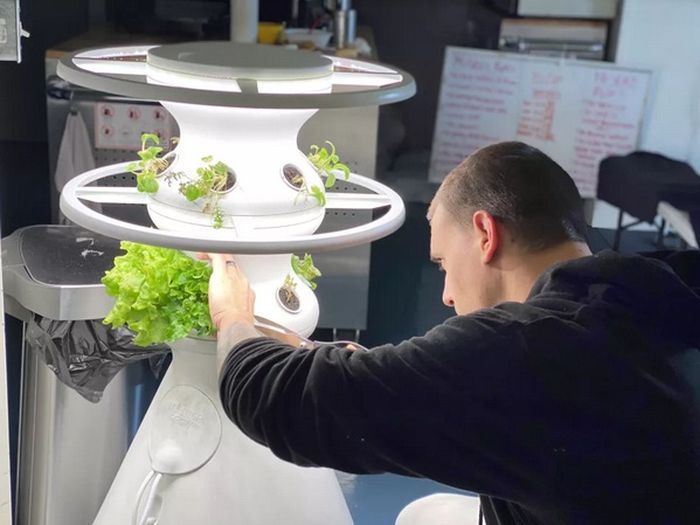 Petugas Biosains Jason Fischer memanen selada dari rumah kaca hidroponik Lettuce Grow di HI-SEAS selama misi luar angkasa analog, yang berlangsung di Bumi.