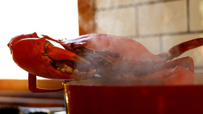Ilmuwan memperdebatkan apakah gurita, kepiting, cumi-cumi dan lobster memiliki emosi dan merasakan sakit.