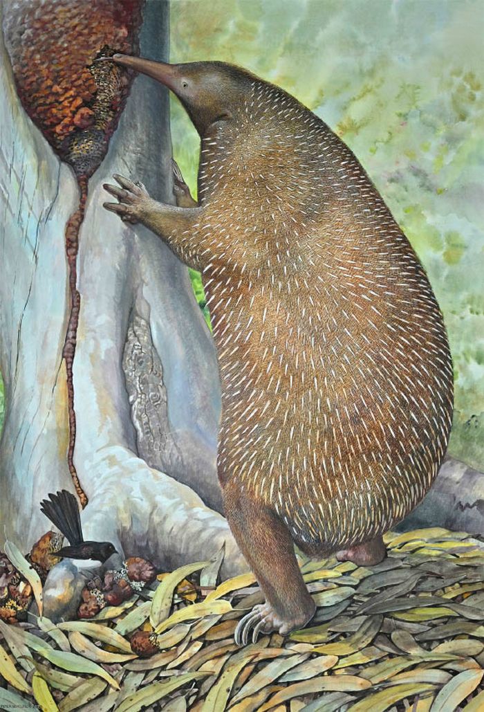 Murrayglossus hacketti, echidna raksasa yang hidup di Australia Barat selama Pleistosen.