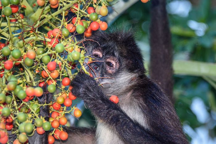 Monyet memilih dan mencari buah yang mengandung alkohol.