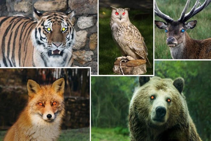 Harimau, burung hantu, rusa, rubah, beruang, dan banyak lagi hewan liar lainnya memiliki mata yang bersinar.