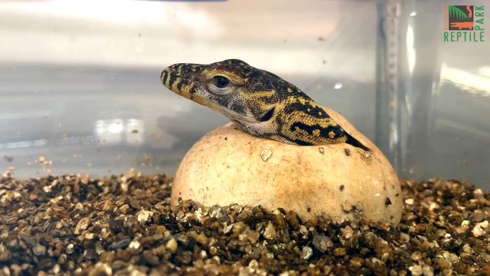 Ketika kepala bayi komodo mulai keluar dari telurnya,