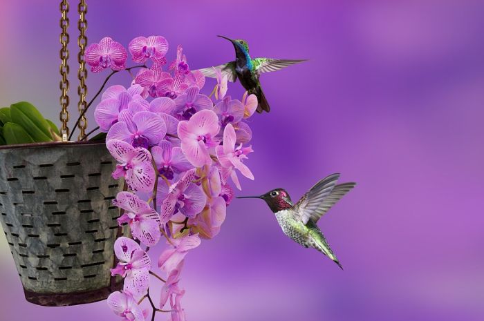 Arti mimpi bunga anggrek