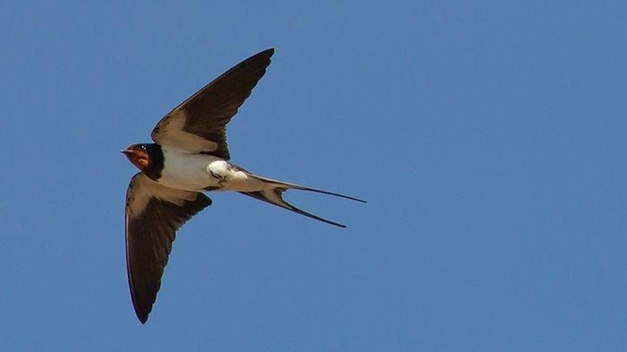 Arti mimpi tentang burung walet pertanda kesuksesan, yuk simak penjelasannya!