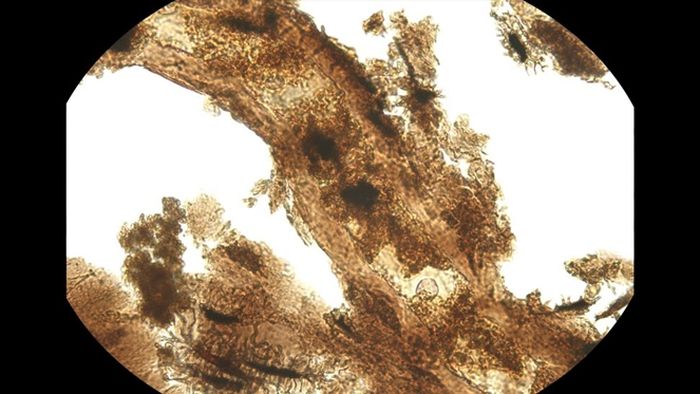 Tampilan mikroskopis jaringan lunak yang diekstraksi dari tulang salah satu spesimen dinosaurus (Allosaurus) yang diselidiki untuk sinyal metabolismenya.