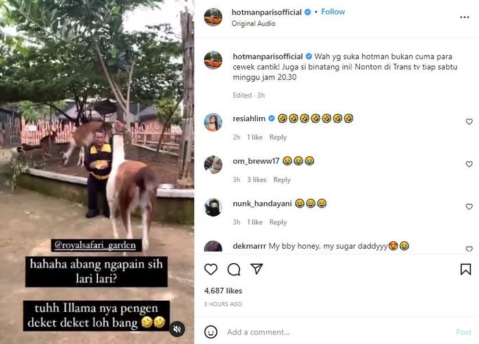 Begini kejadian kocak Hotman Paris dikejar hewan 