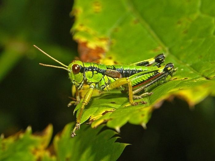 Miramella alpina, 'Belalang Gunung Hijau', adalah spesies 'belalang bertanduk pendek' milik famili Acrididae subfamili Melanoplinae yang juga terkena dampak perubahan iklim.