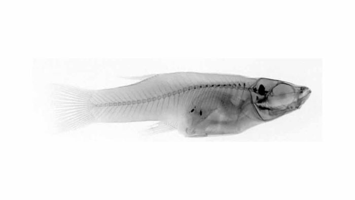 Gambar sinar-X dari ikan cere atau biasa dikenal Mosquitofish Bahama betina dewasa di mana ikan yang dia makan dapat dilihat di dalam dirinya, mengungkapkan terjadinya kanibalisme.