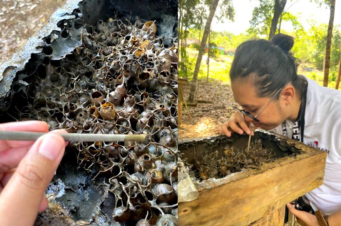 Pengalaman Sedot Madu Teran langsung dari sarangnya di Wisata Bukit Batu Begalang, Belitung Timur