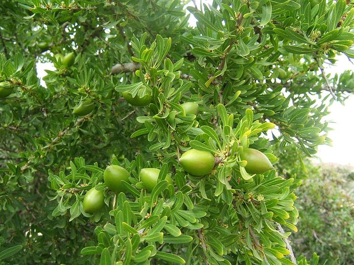 Di Maroko, kambing memanjat pohon argan dan menikmati buahnya.