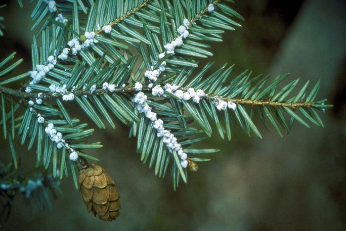 Hemlock woolly adelgid, atau HWA, adalah serangga ordo Hemiptera yang berasal dari Asia Timur. Serangga ini makan dengan mengisap getah dari pohon hemlock dan cemara.