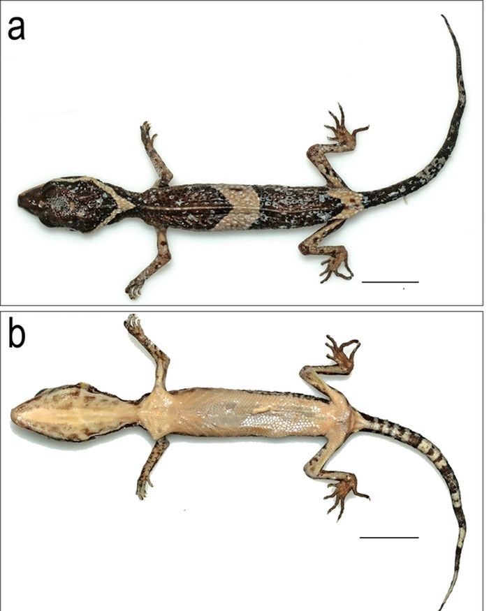 Eublepharis pictus sp. nov holotipe jantan.