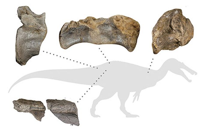 Fragmen fosil yang ditemukan paleontolog.