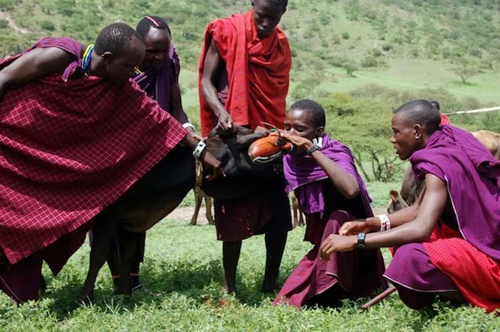 Suku Maasai di Kenya dan Tanzania Utara hanya makan daging sapi, darah dan susu.