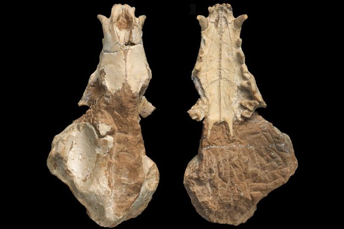 Fosil rahang atas yang membatu dari hyena Gansu.