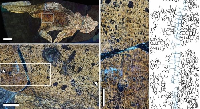 Gambar laser-stimulated fluorescence (LSF) dari seluruh spesimen Psittacosaurus menunjukkan lokasi bekas luka pusar. Sisipan menunjukkan bekas luka pusar dari dekat, termasuk sisik khas yang mengelilinginya (disorot dengan warna biru pada gambar garis).
