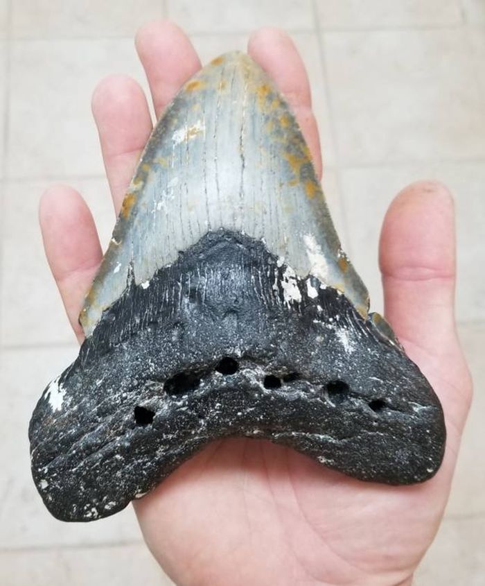 Harry Maisch dari Florida Gulf Coast University, yang tangannya memegang gigi Megalodon ini, mengumpulkan banyak sampel yang digunakan dalam analisis ini dan merupakan rekan penulis di makalah baru ini.