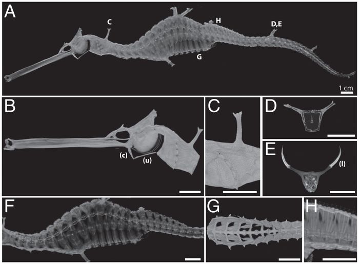 Pencitraan naga laut berdaun.