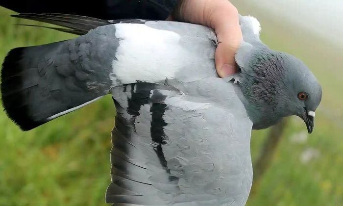 Merpati batu sekarang hanya bertahan dalam populasi kecil.