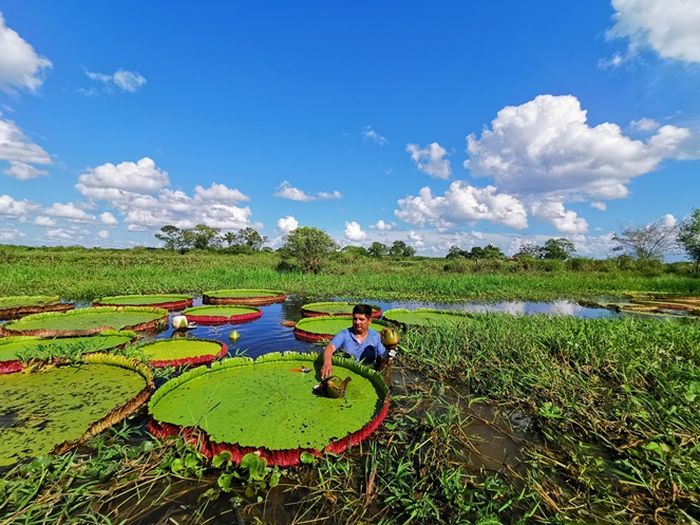 Penulis makalah menamai spesies teratai raksasa untuk menghormati mitra Bolivia mereka dan rumah Amerika Selatan, di mana ia tumbuh di ekosistem perairan Llanos de Moxos.