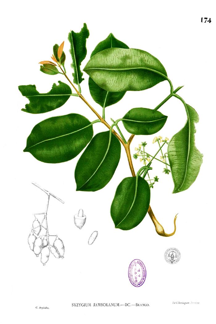 Ilustrasi tumbuhan jamblang (Syzygium cumini). Seni botani seperti ini bisa membuat pemahaman sains tentang konservasi tumbuhan.