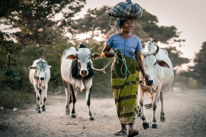 Arti mimpi diseruduk sapi