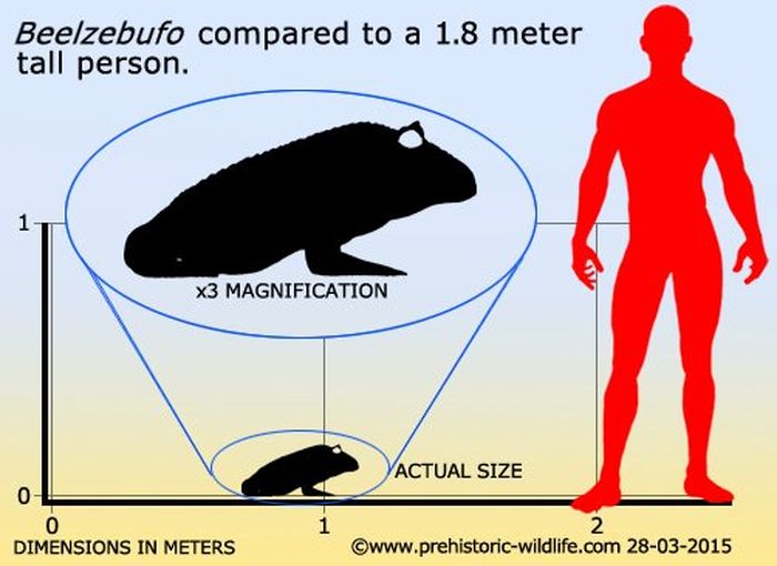 Perbandingan ukuran kodok Beelzebufo dengan kodok modern dan manusia.
