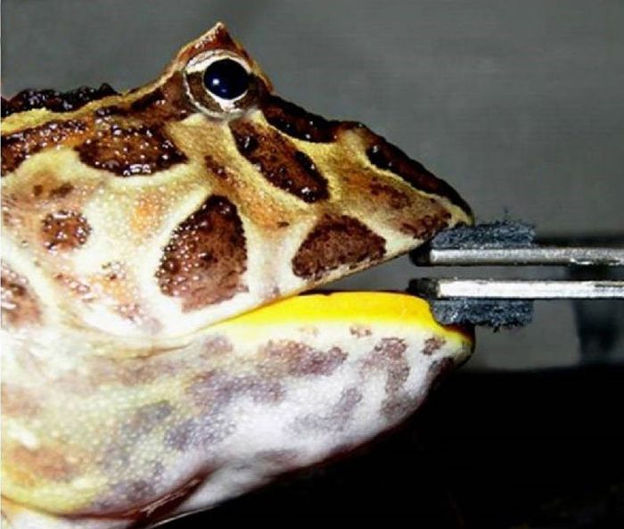 Pengujian gigitan kodok.