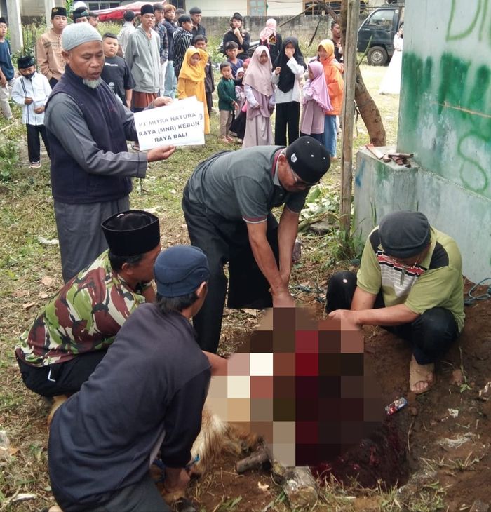 Keberagaman Indonesia: Sambut Idul Adha, Kebun Raya Bali Turut Menyalurkan Hewan Kurban