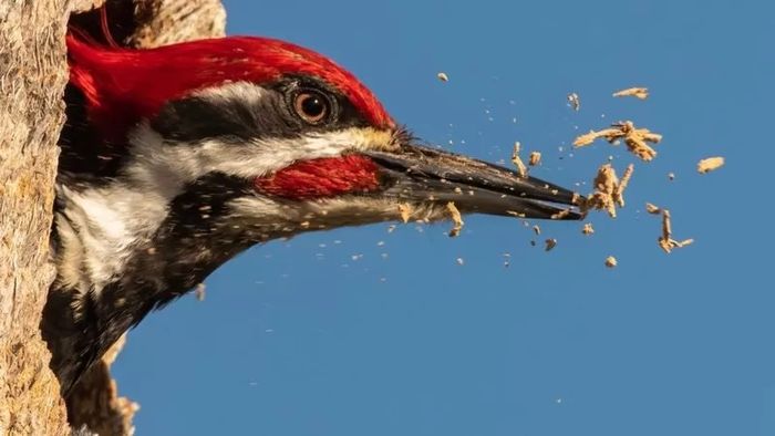Peredam kejut apa pun akan menghalangi kemampuan mematuk burung pelatuk.
