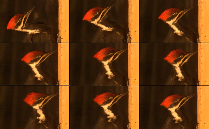 Video kecepatan tinggi mematuk burung pelatuk (Dryocopus pileatus)
