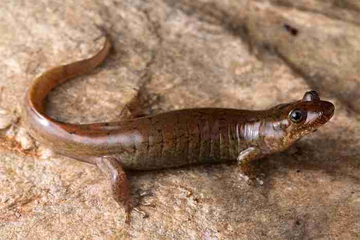 D. gvnigeusgwotli dalam kehidupan, dari Straight Fork, Great Smoky Mountains, North Carolina.