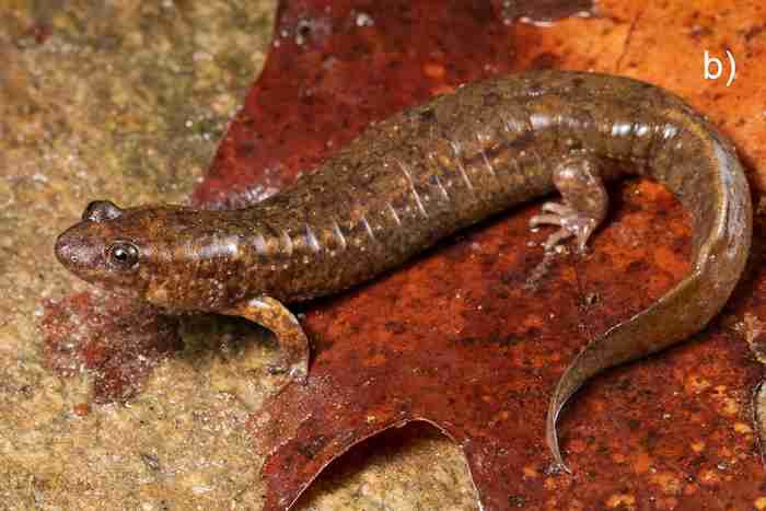 D. mavrokoilius dari Hickory Creek di Bearwallow Mountain, North Carolina
